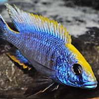 Aulonocara maylandi 